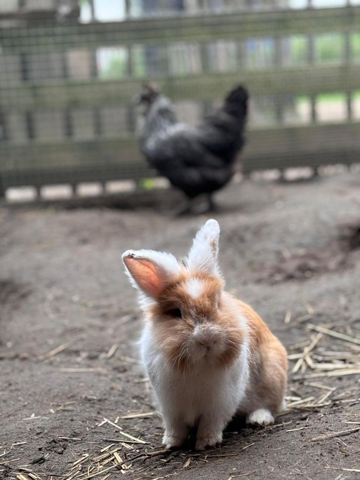 Amani - Aap Otel Lichtaart Dış mekan fotoğraf